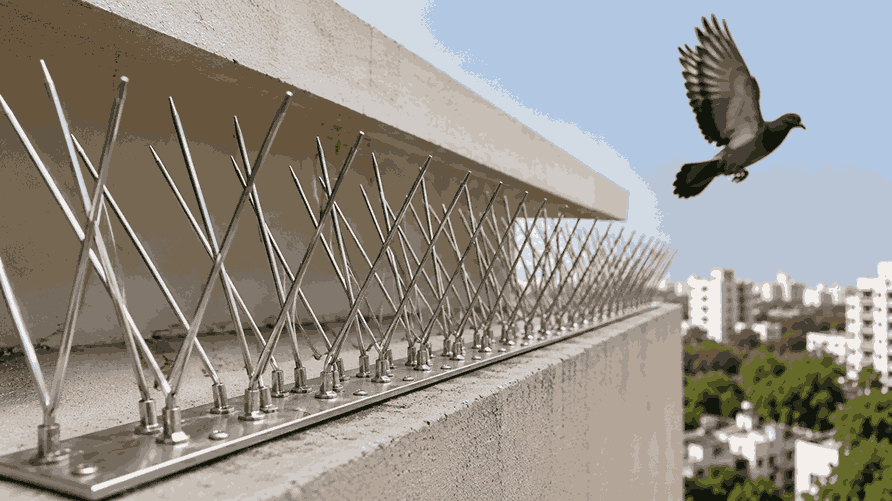 Bird Spike Installation Maharashtra